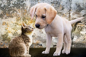 Sterylizacja psów i kotów domowych
